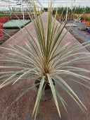 CORDYLINE A. TORBAY DAZZLER - Image 4