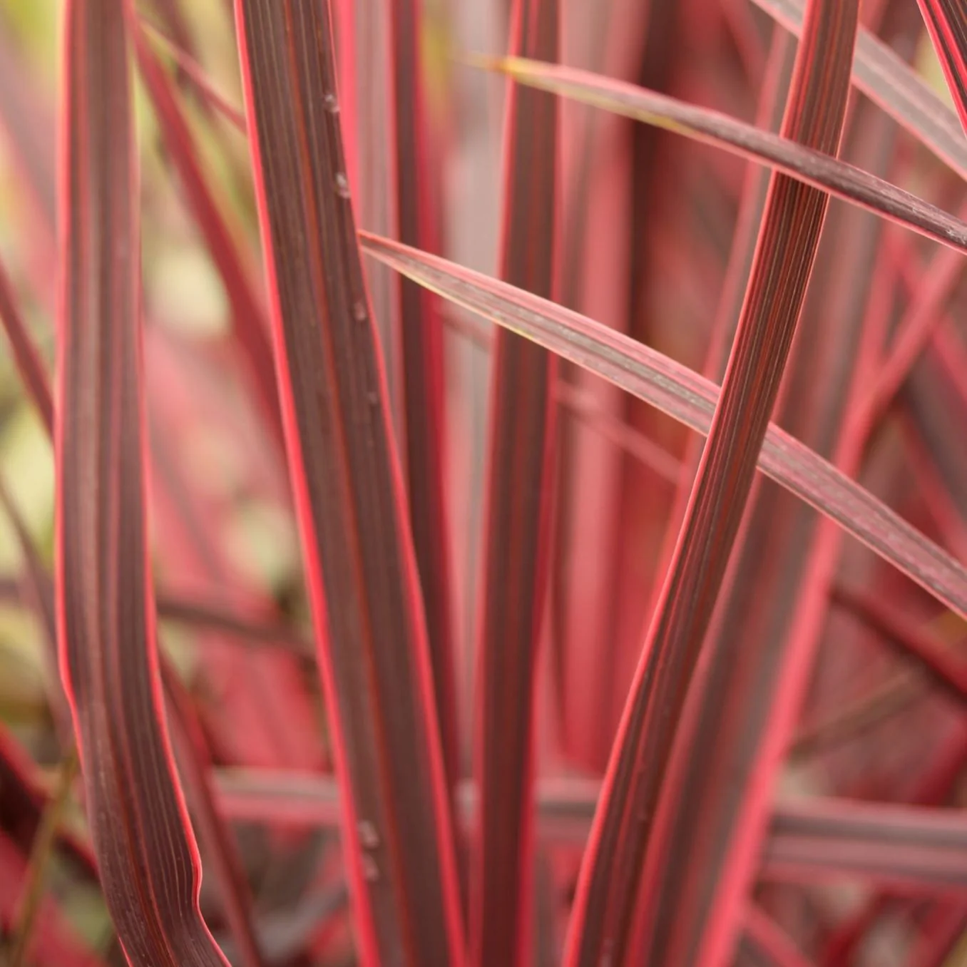 Cordyline aus. Charlie Boy