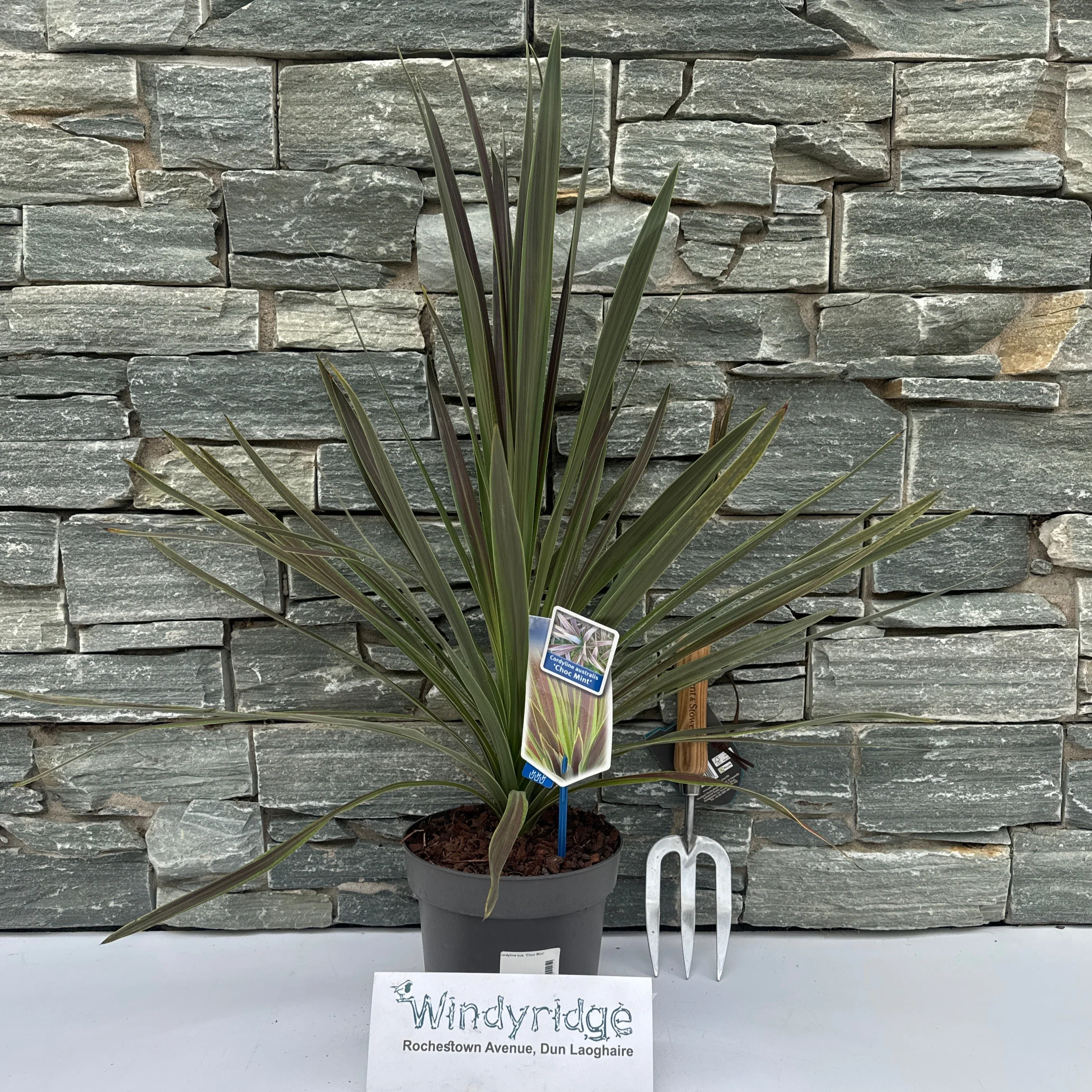 Cordyline aus. Choc Mint