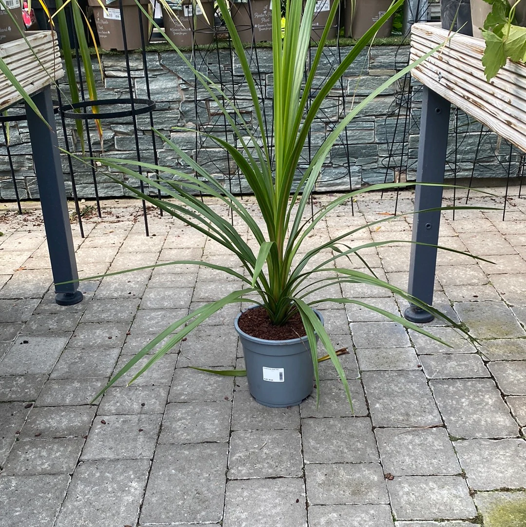 Cordyline aus. Green Star - Image 2