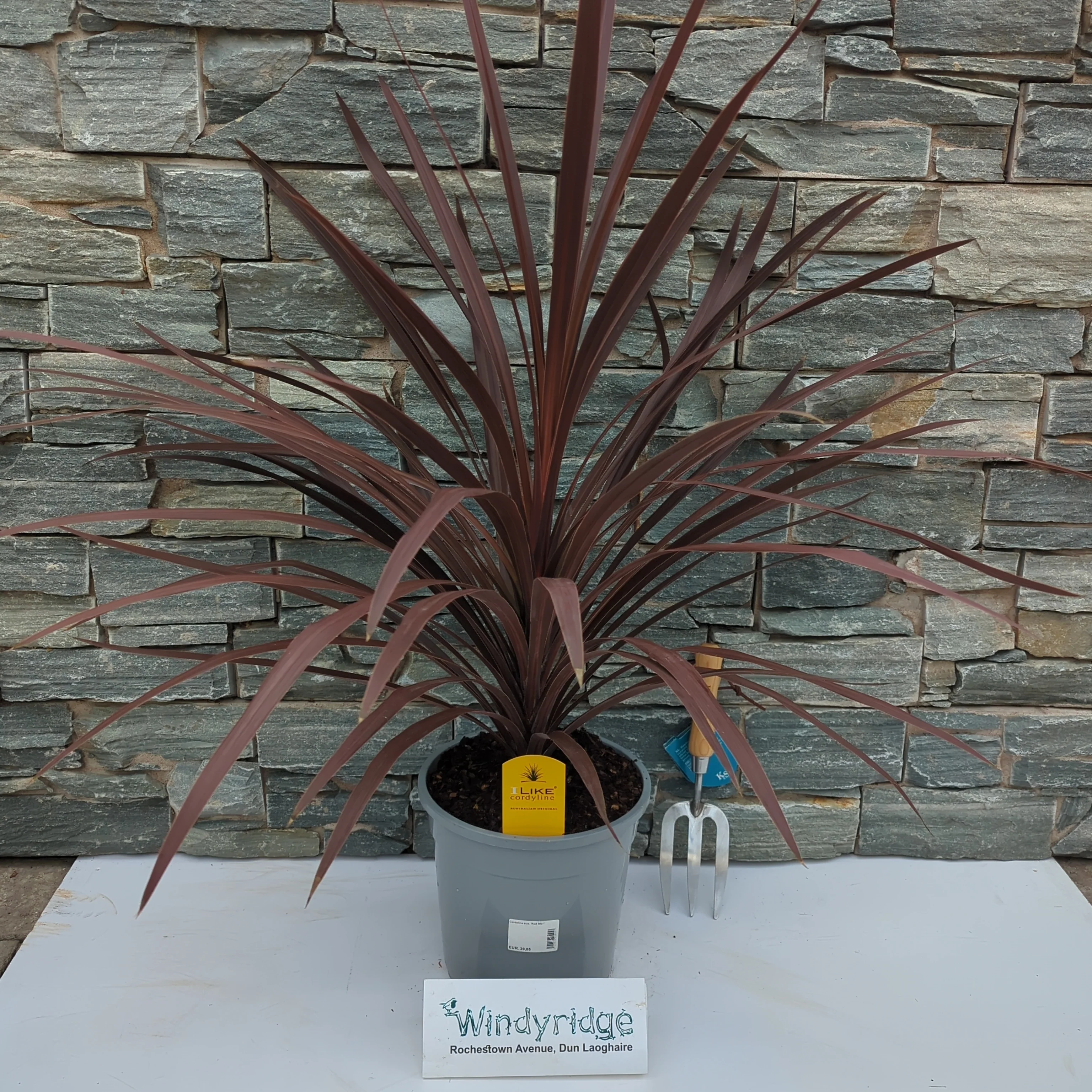 Cordyline aus. Red Star - Image 2