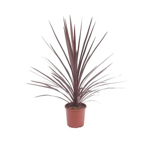 Cordyline aus. Red Star - Image 3