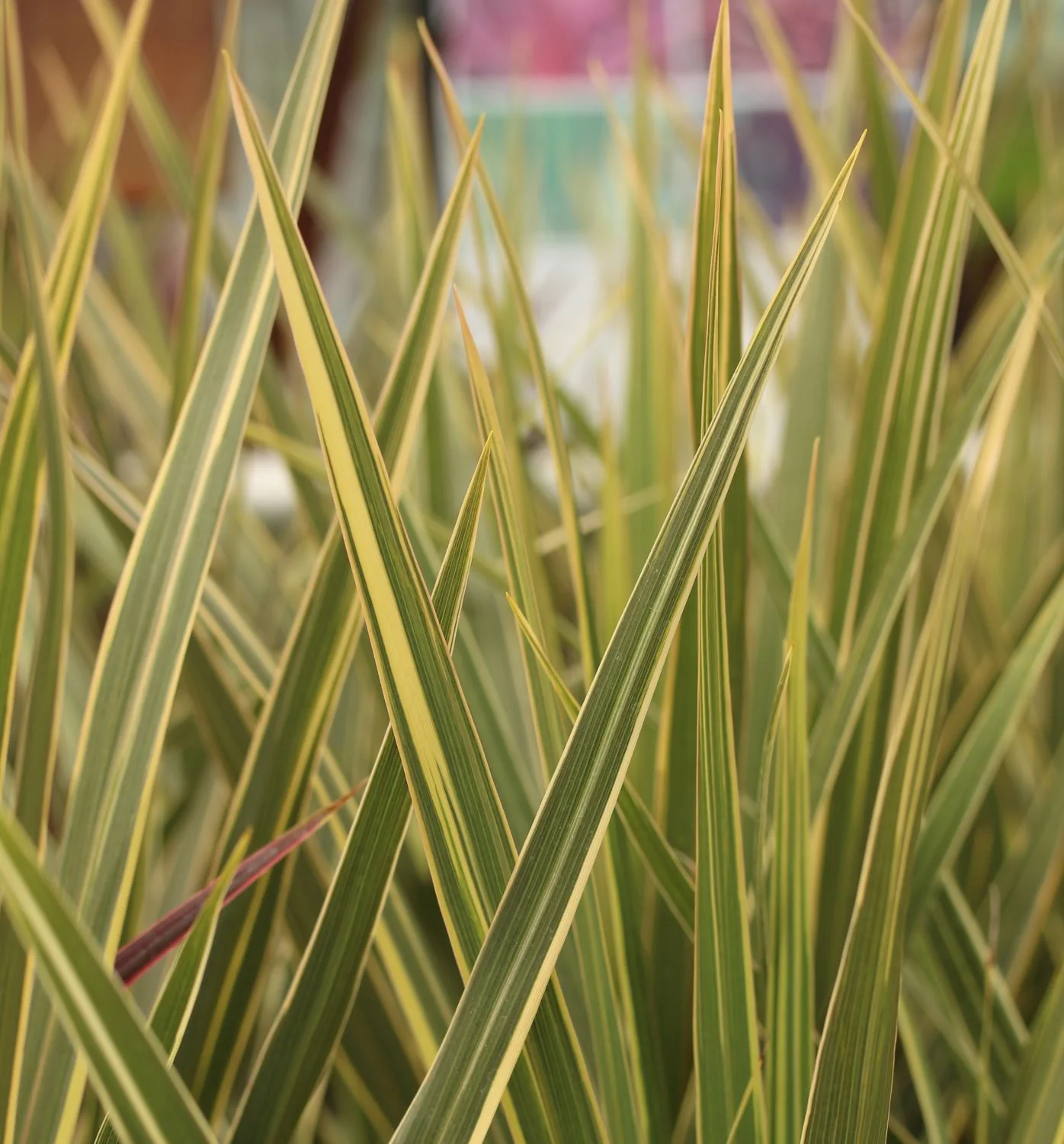 Cordyline aus. Torbay Dazzler