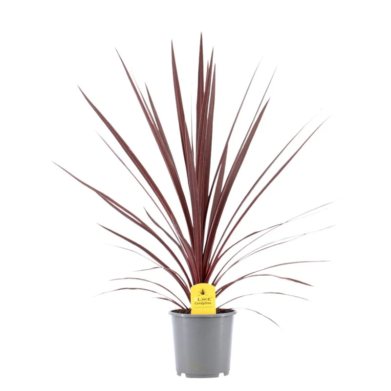 Cordyline austr. Red Star P17 - Image 2