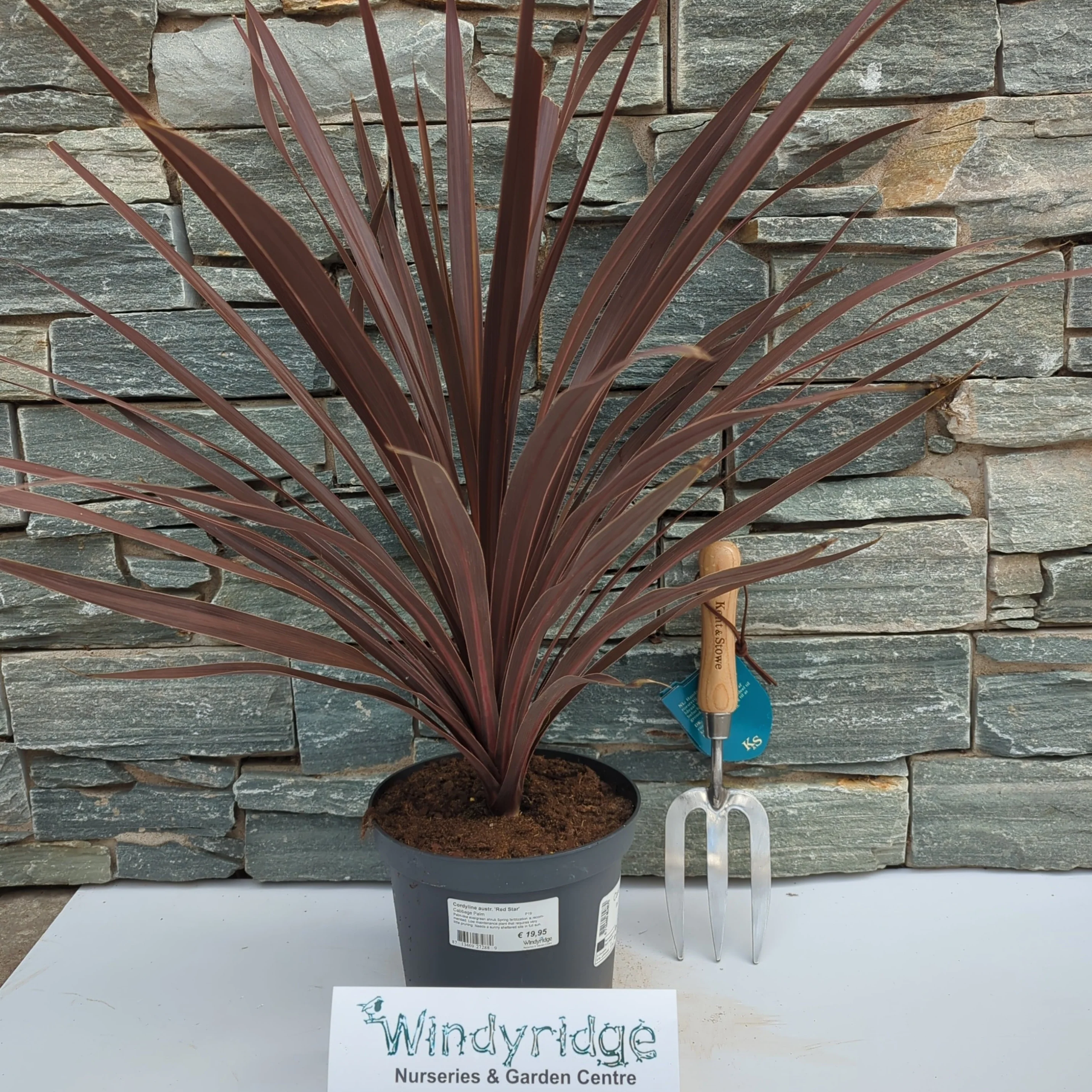 Cordyline austr. Red Star  P19 - Image 2