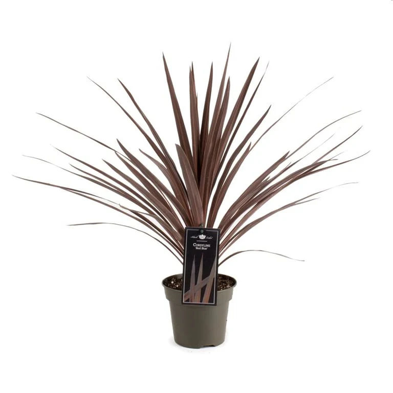 Cordyline austr. Red Star  P19 - Image 3