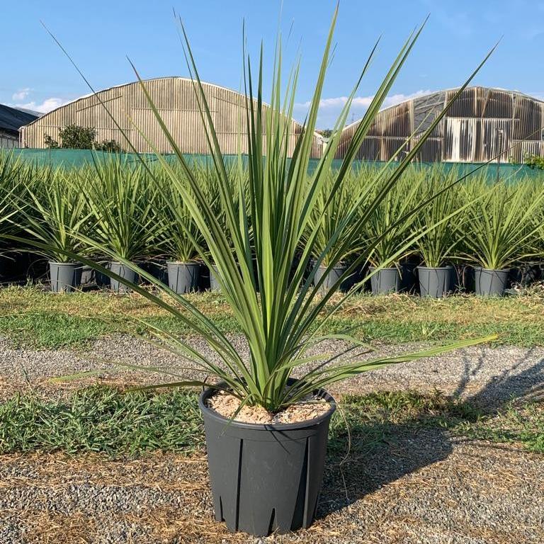 CORDYLINE AUSTRALIS CLT 5 - Image 2