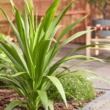 CORDYLINE AUSTRALIS CLT 5     MULTISTELO   H. 80 - 100  CM