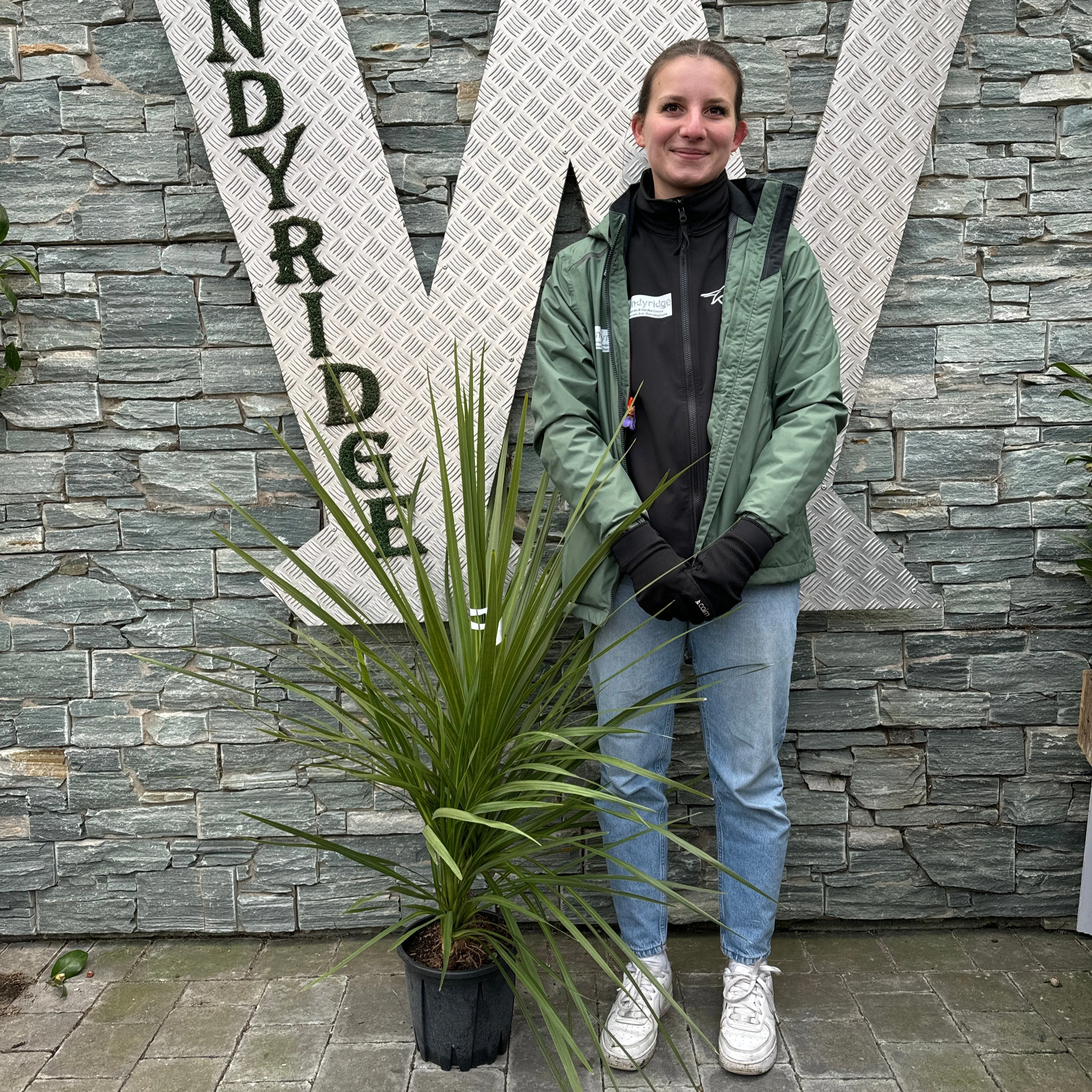 CORDYLINE AUSTRALIS CLT 5     MULTISTELO   H. 80 - 100  CM - Image 2