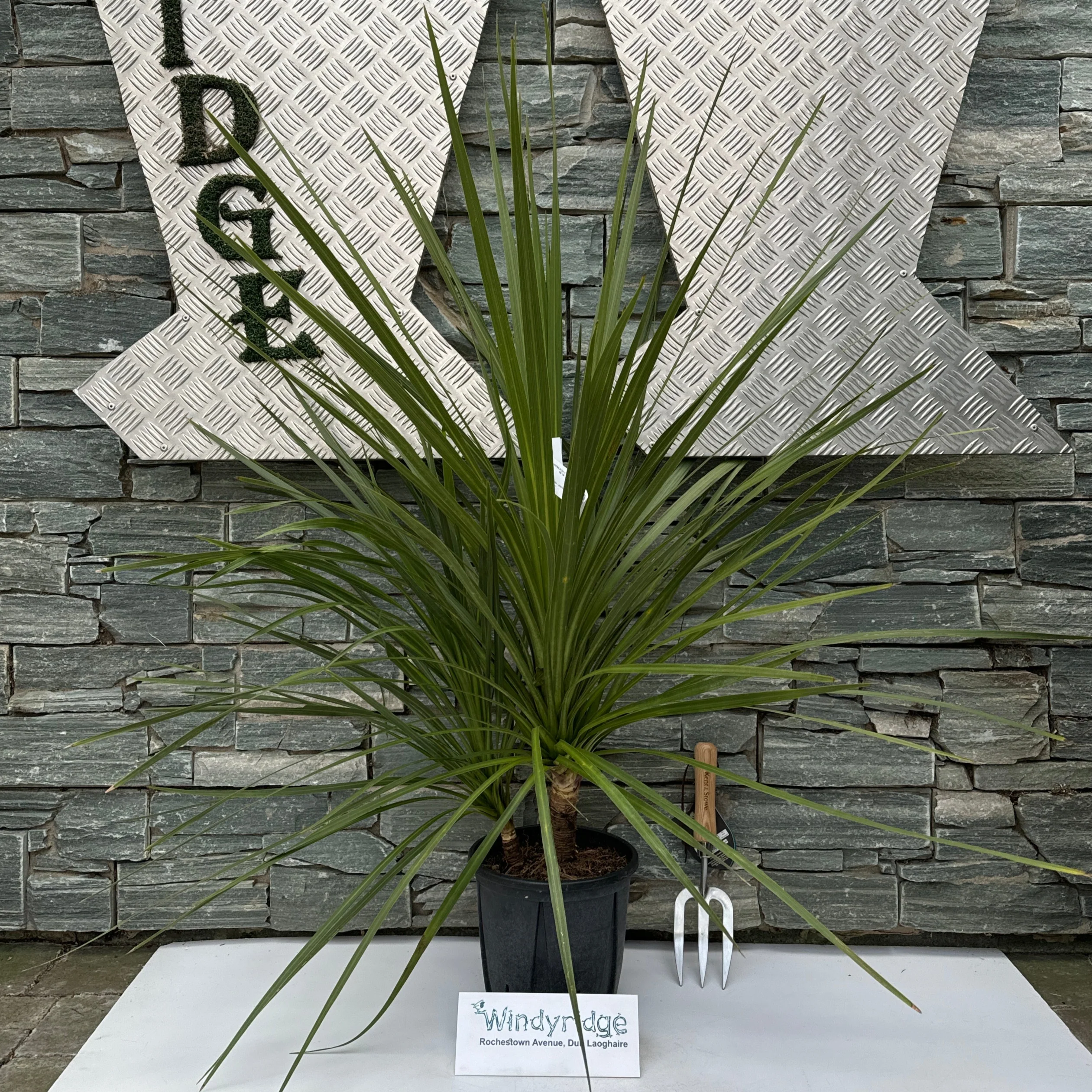 CORDYLINE AUSTRALIS CLT 5     MULTISTELO   H. 80 - 100  CM - Image 3