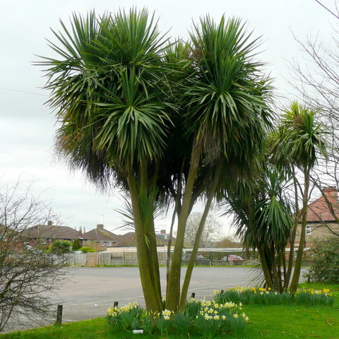 CORDYLINE AUSTRALIS CLT 7/10 - Image 2