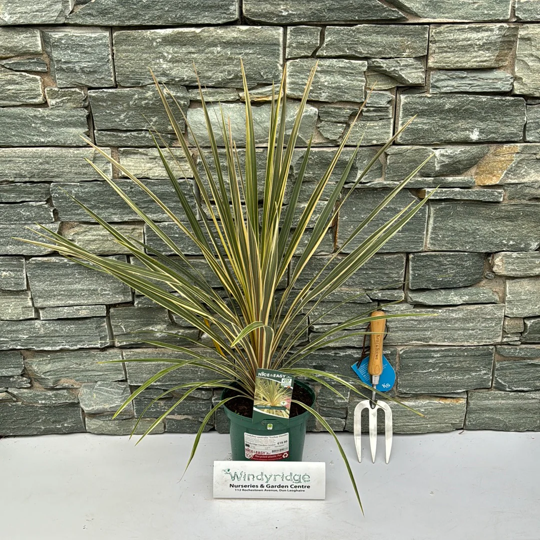 Cordyline australis Torbay Dazzler - Image 2