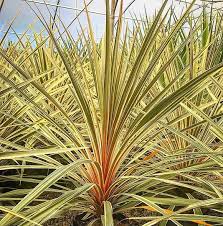 Cordyline australis Torbay Dazzler - Image 3
