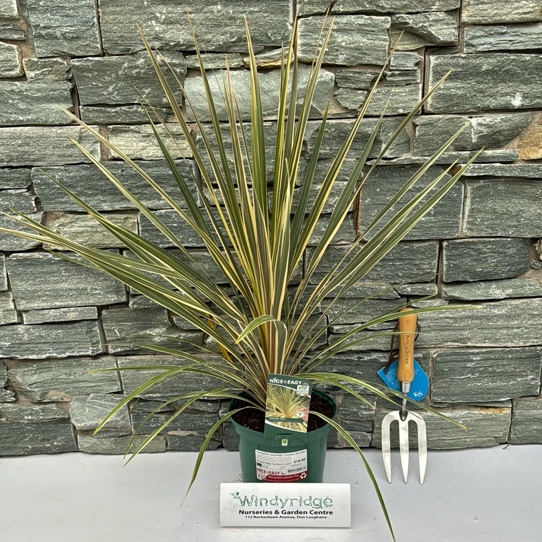 Cordyline australis Torbay Dazzler - Image 4
