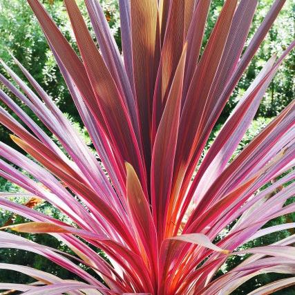 CORDYLINE Charlie Boy - Image 2
