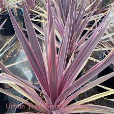 Cordyline Paso Doble - Image 2