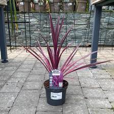 Cordyline Paso Doble - Image 3