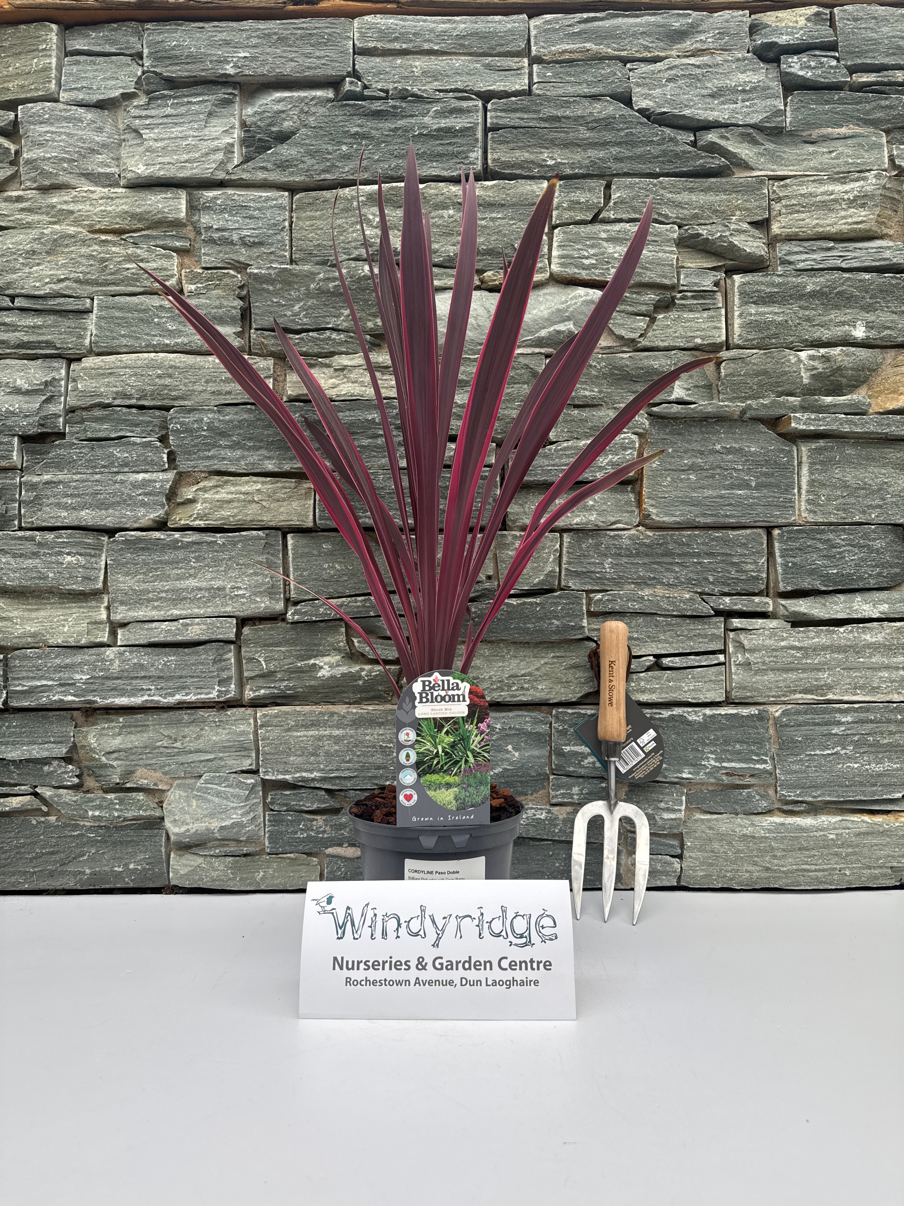 CORDYLINE Paso Doble - Image 3