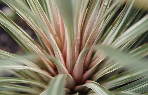 CORDYLINE PINK CHAMPAGNE 10.5cm