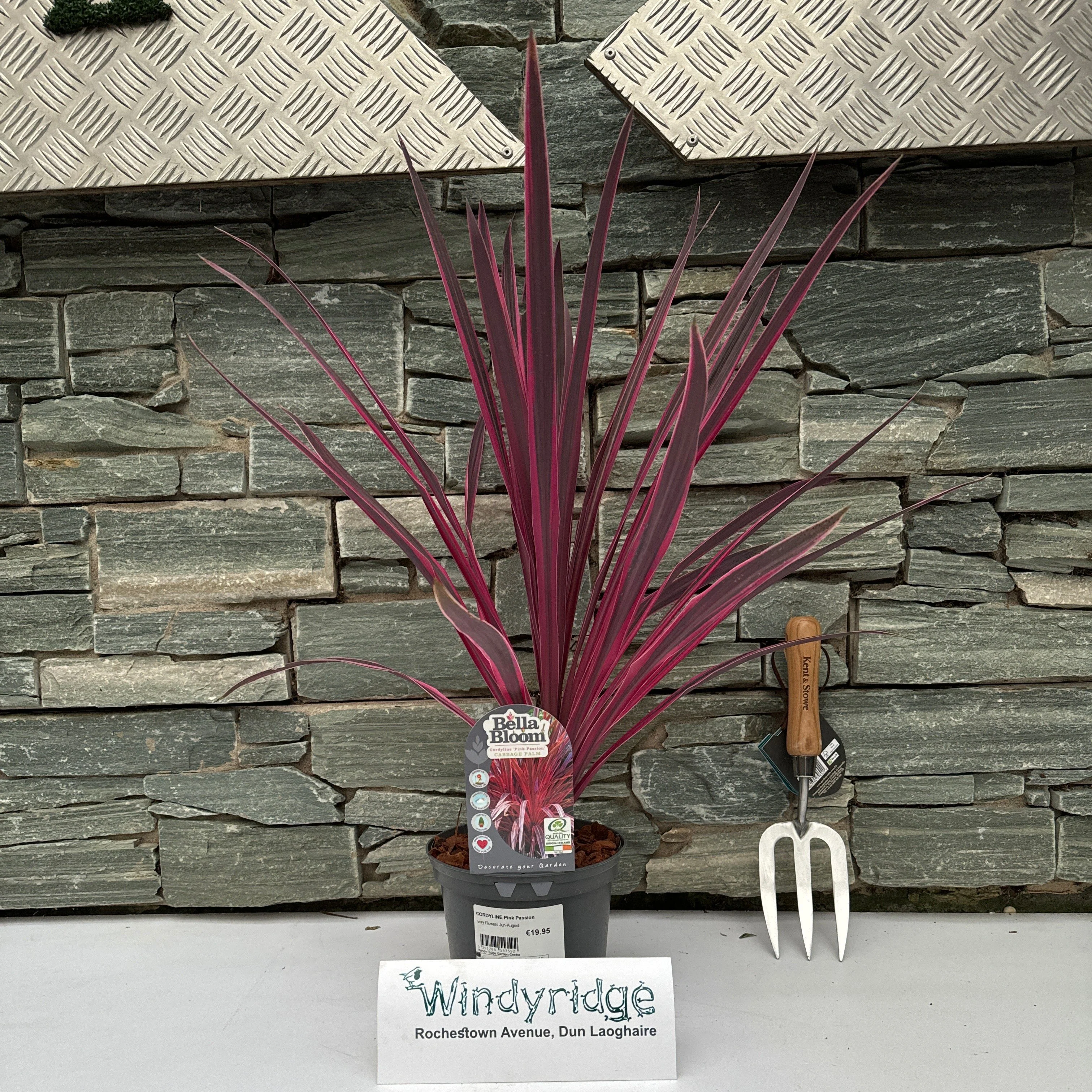 CORDYLINE Pink Passion - Image 2