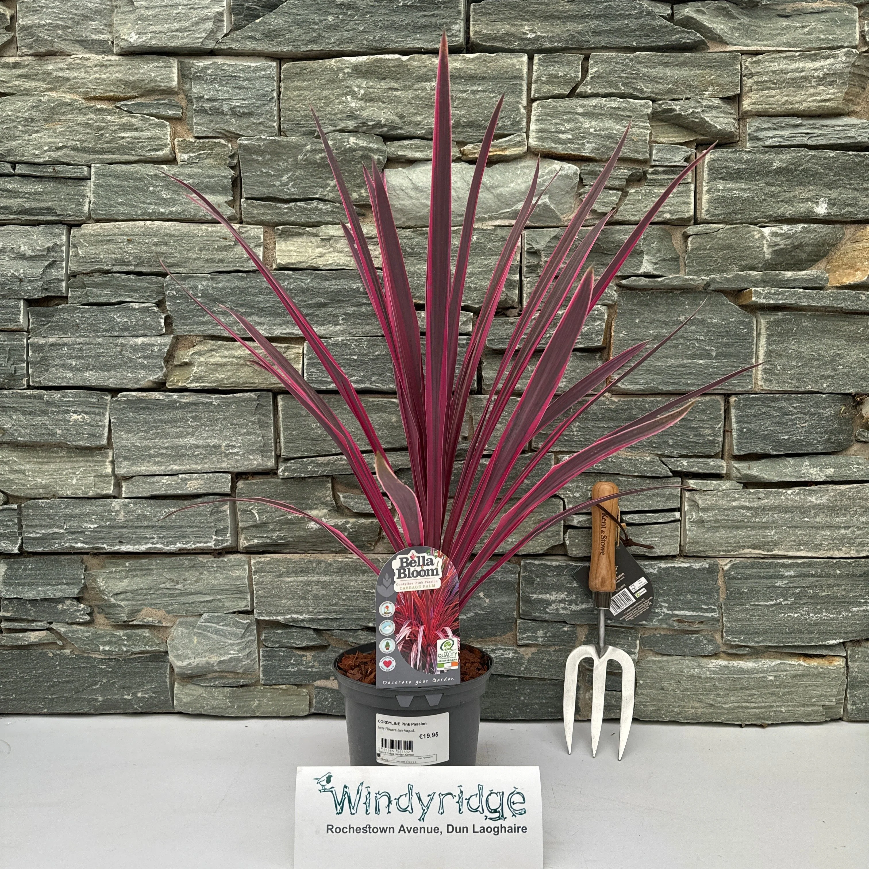 CORDYLINE Pink Passion - Image 3
