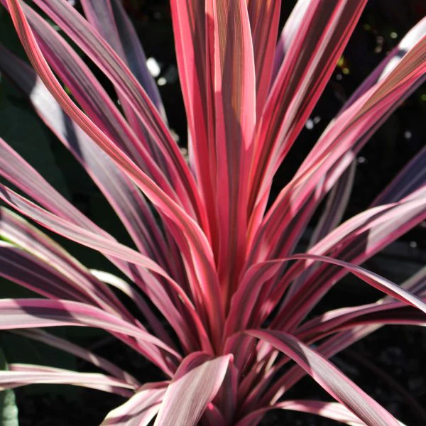 Cordyline Red Star