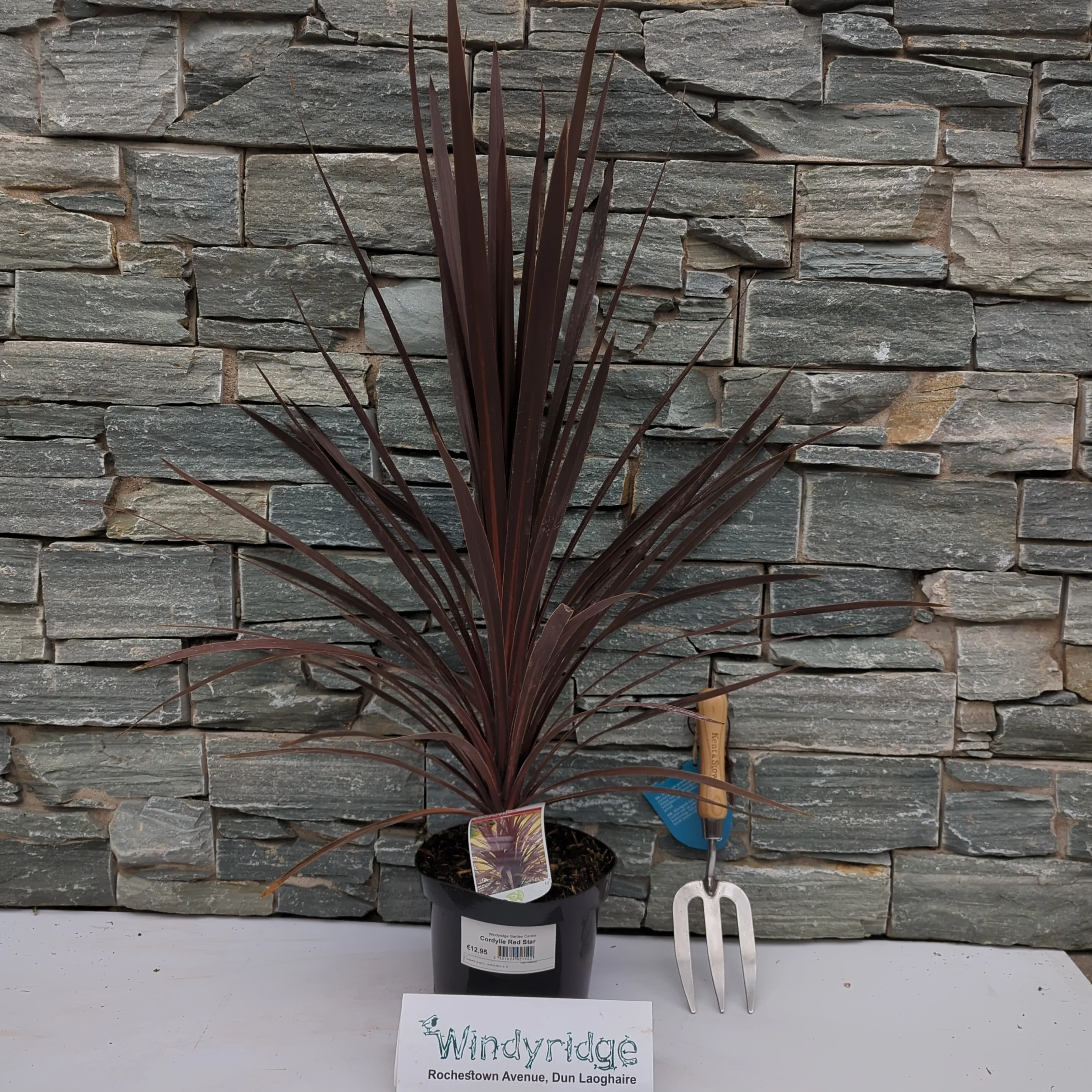 Cordyline Red star - Image 2