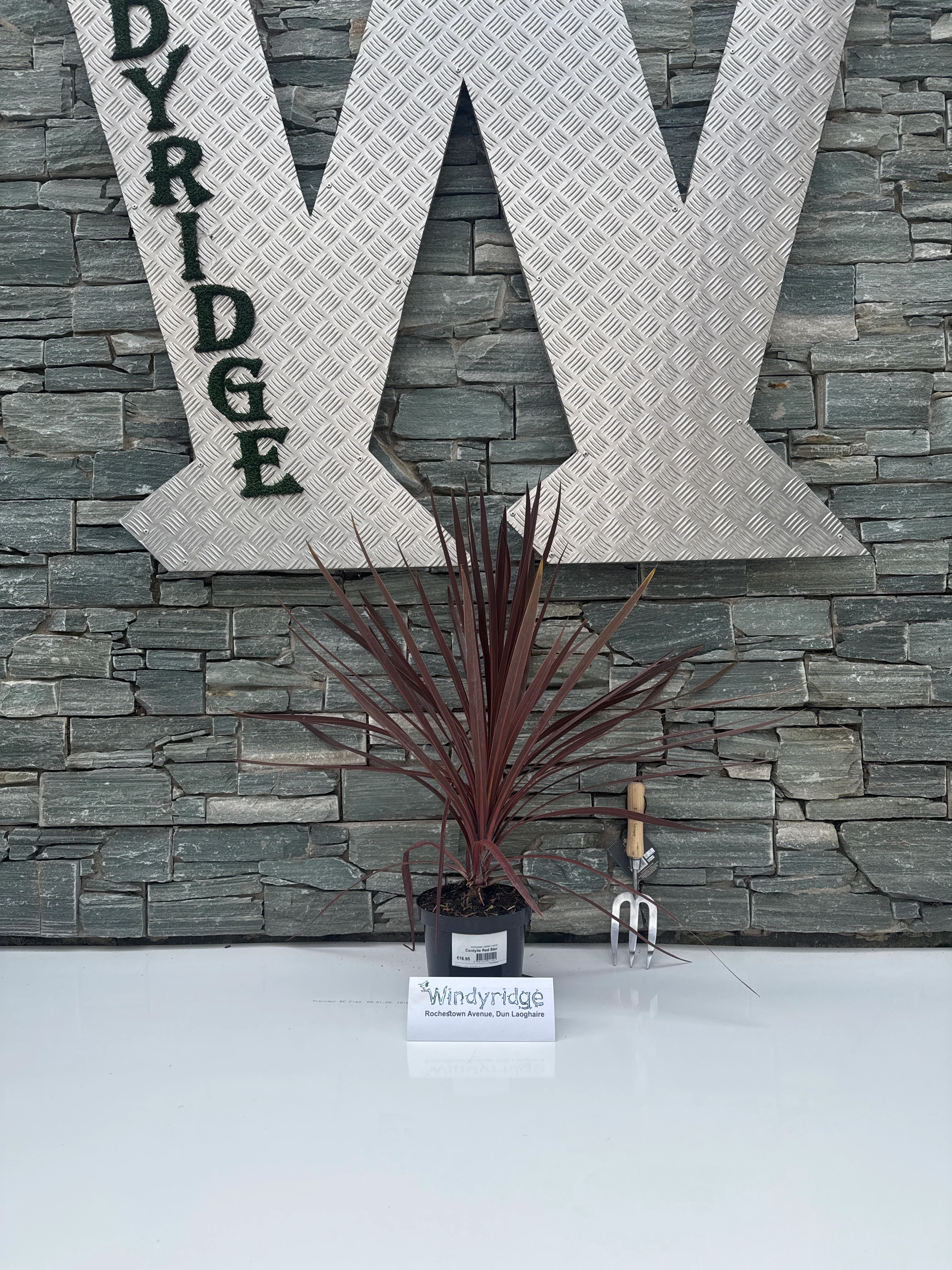 Cordyline Red star - Image 3