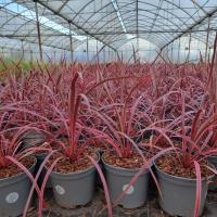 CORDYLINE Salsa - Image 2