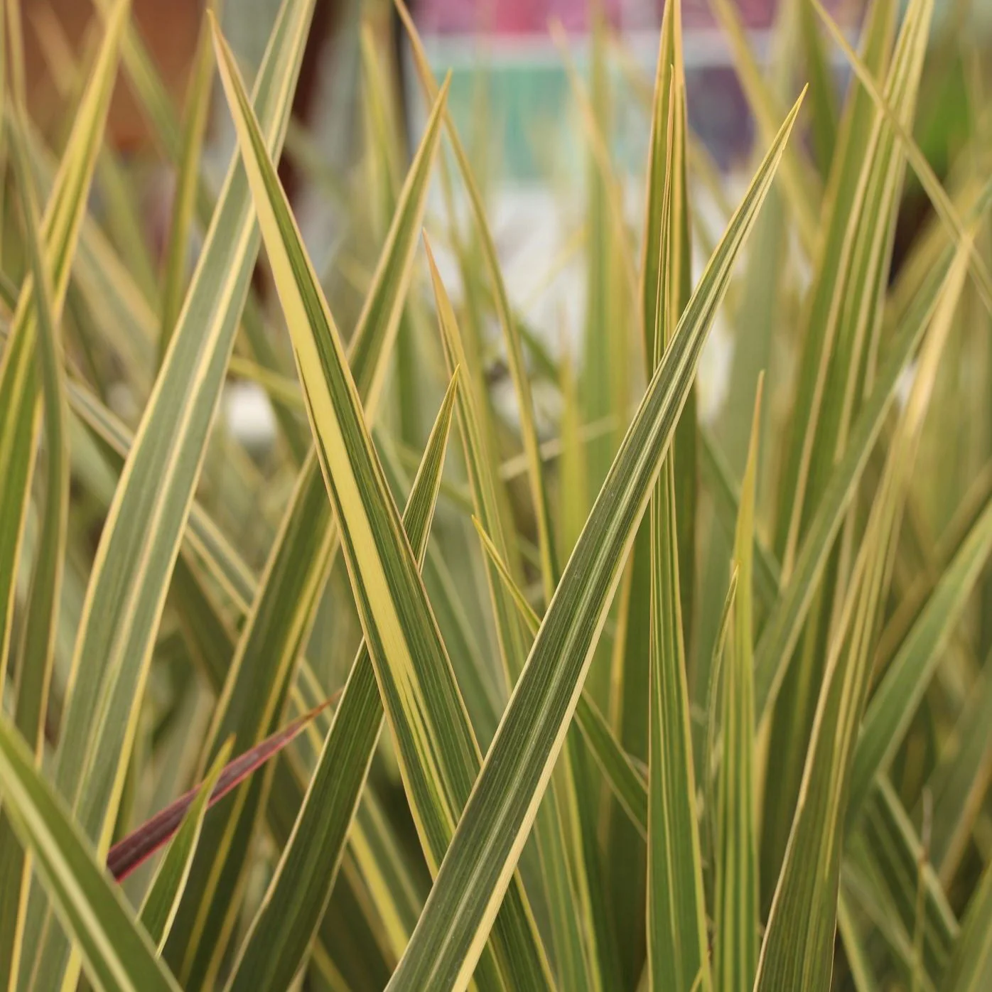 Cordyline Torbay Dazzler