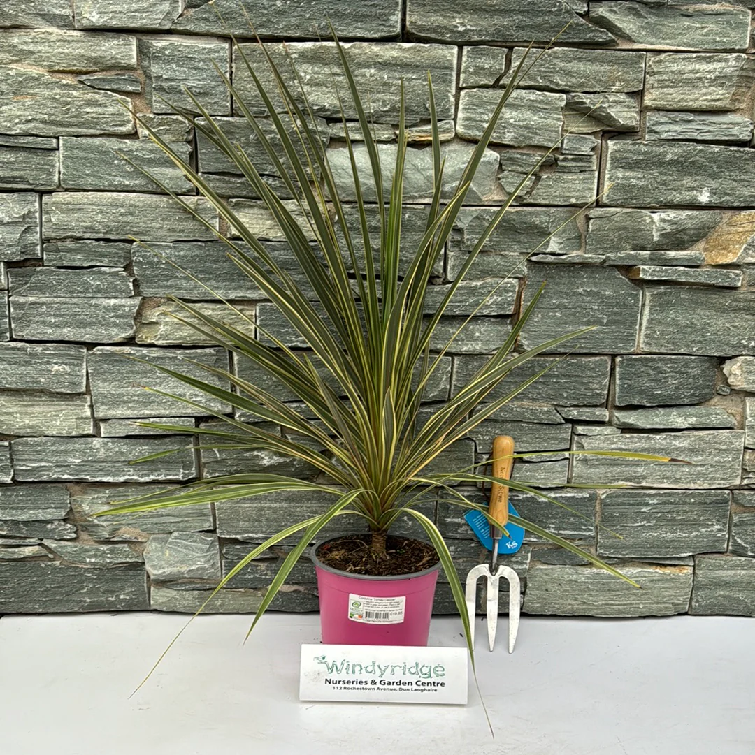 Cordyline Torbay Dazzler - Image 2