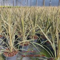 CORDYLINE Torbay Dazzler - Image 2