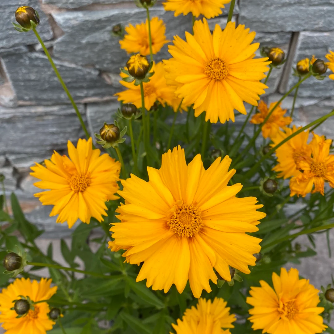 Coreopsis 3 Ltr