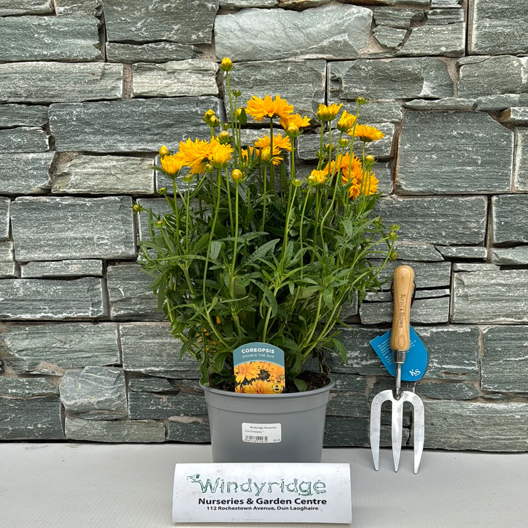 Coreopsis 3 Ltr - Image 2