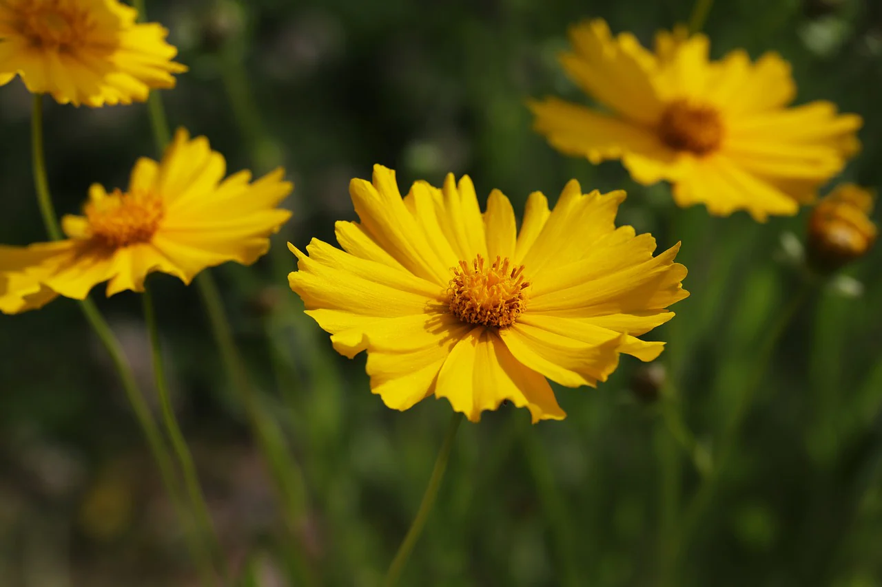 Coreopsis 3 Ltr - Image 3