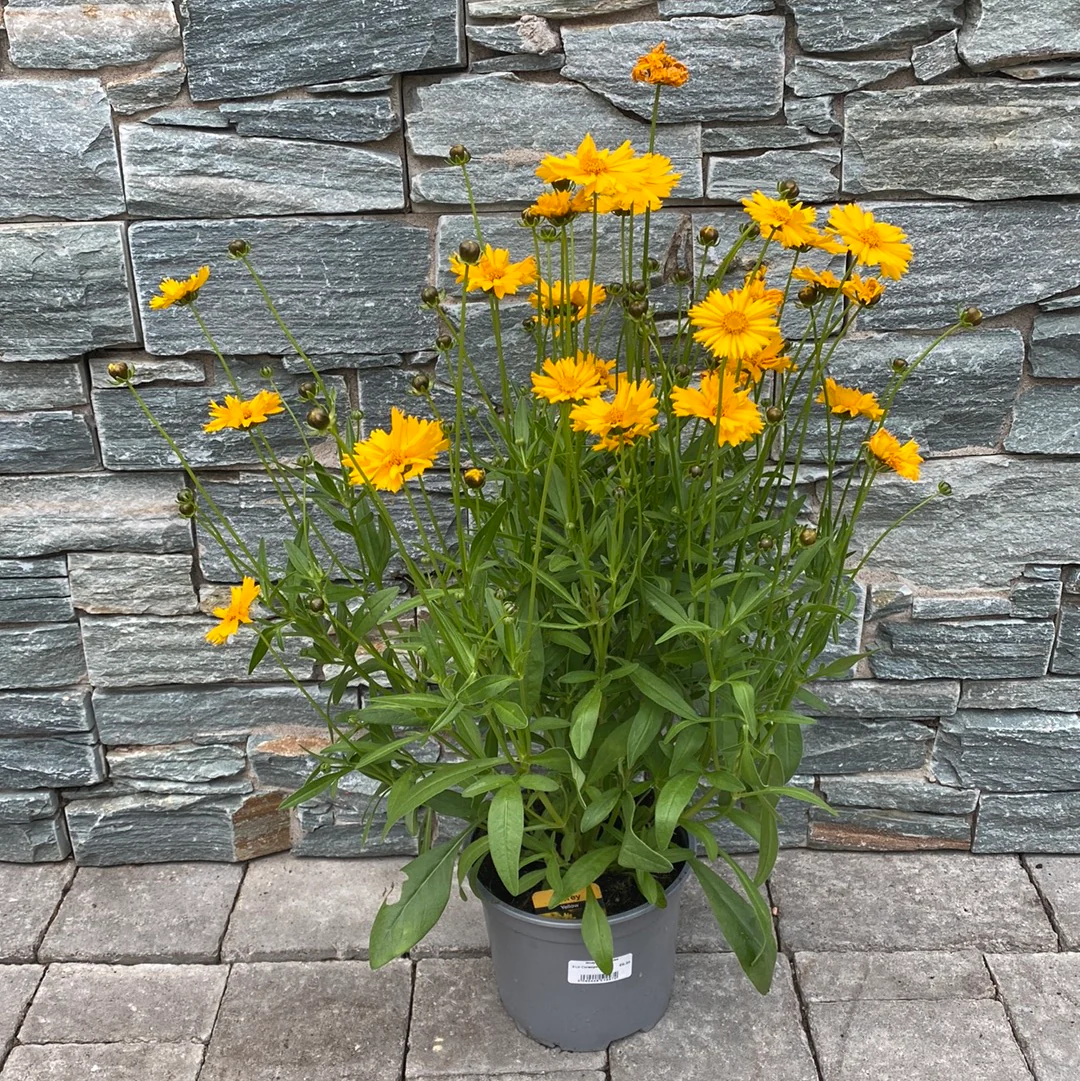 Coreopsis 3 Ltr - Image 4