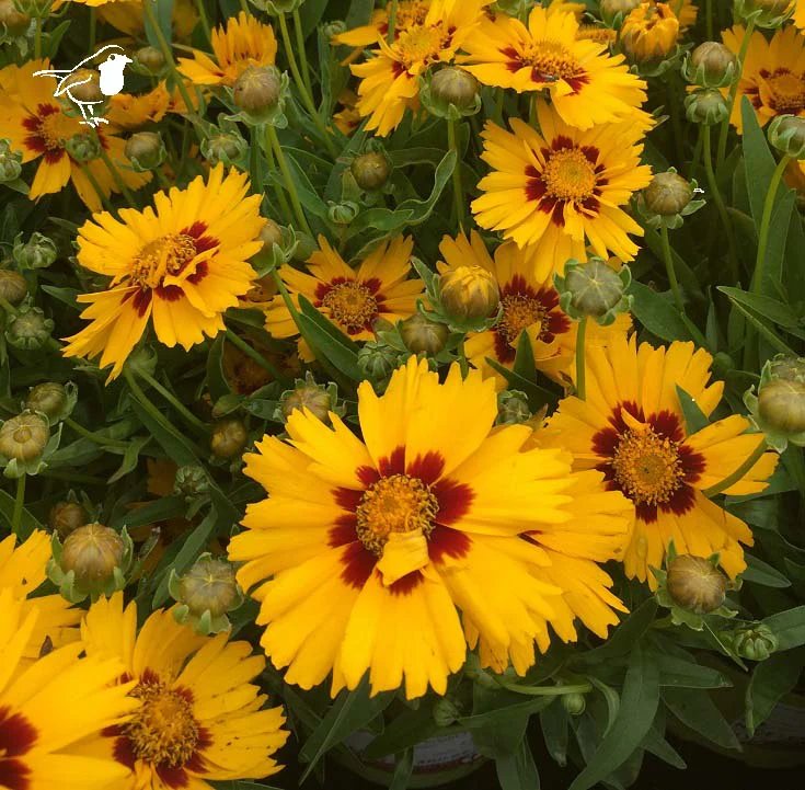 Coreopsis g. Solanna Bright Touch