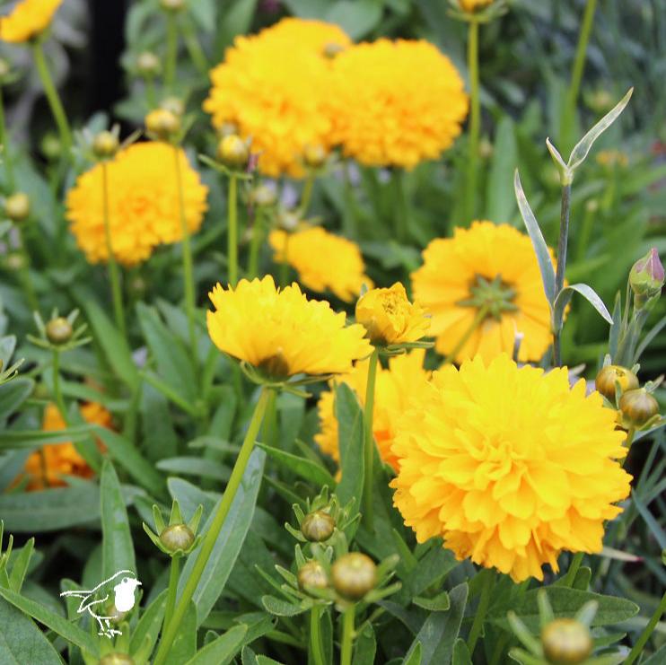 Coreopsis Golden Sphere - Image 2
