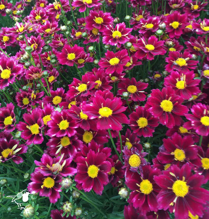 Coreopsis Little Bang Red Elf