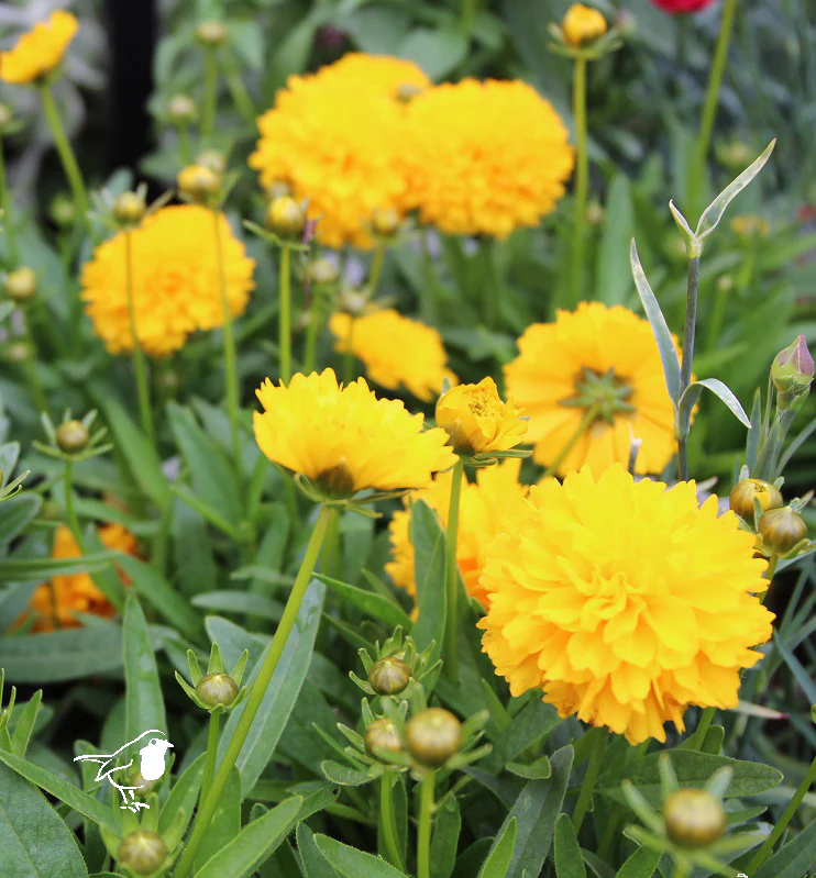 COREOPSIS sol. Golden Sphere