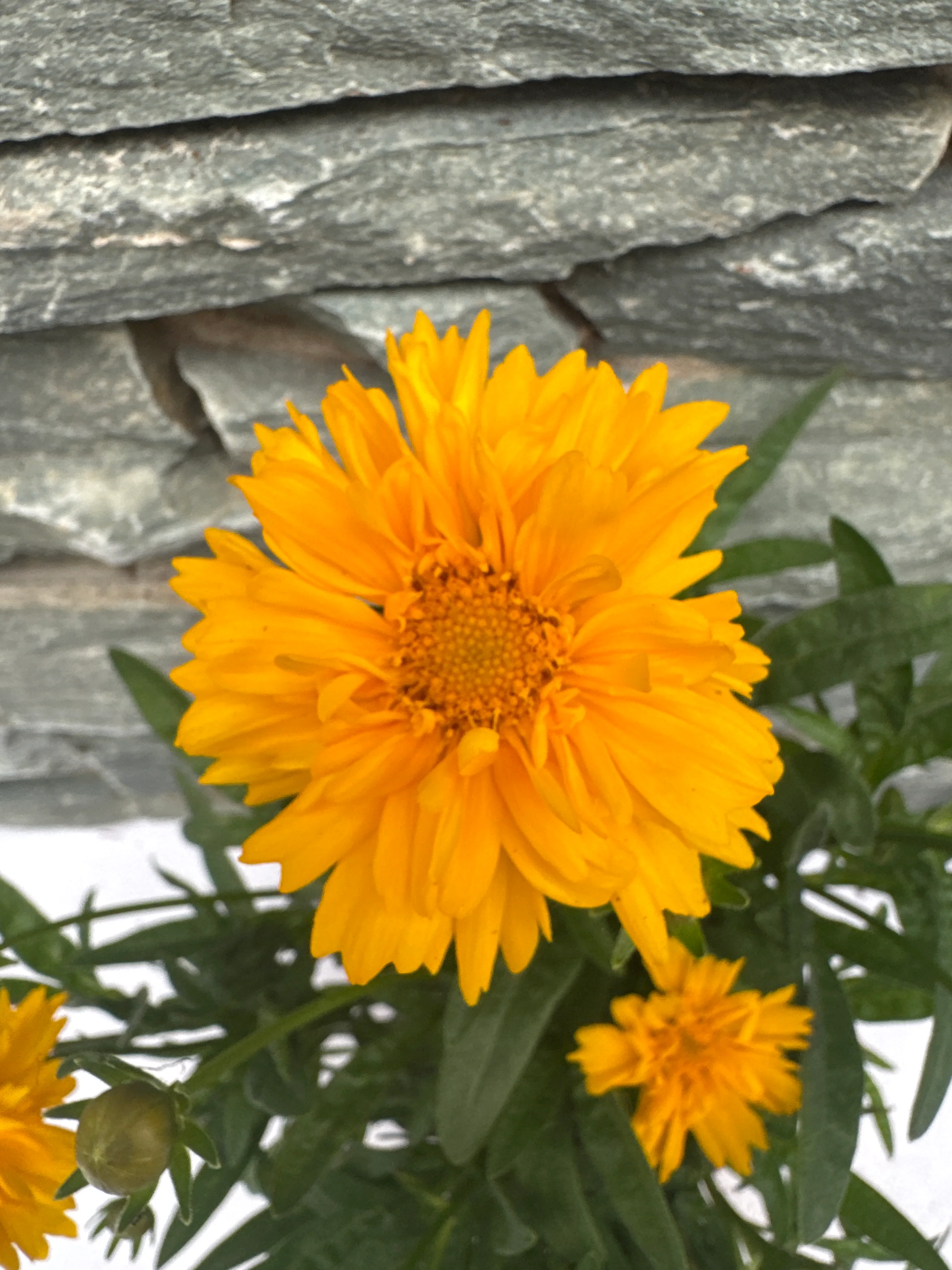 COREOPSIS sol. Golden Sphere - Image 3