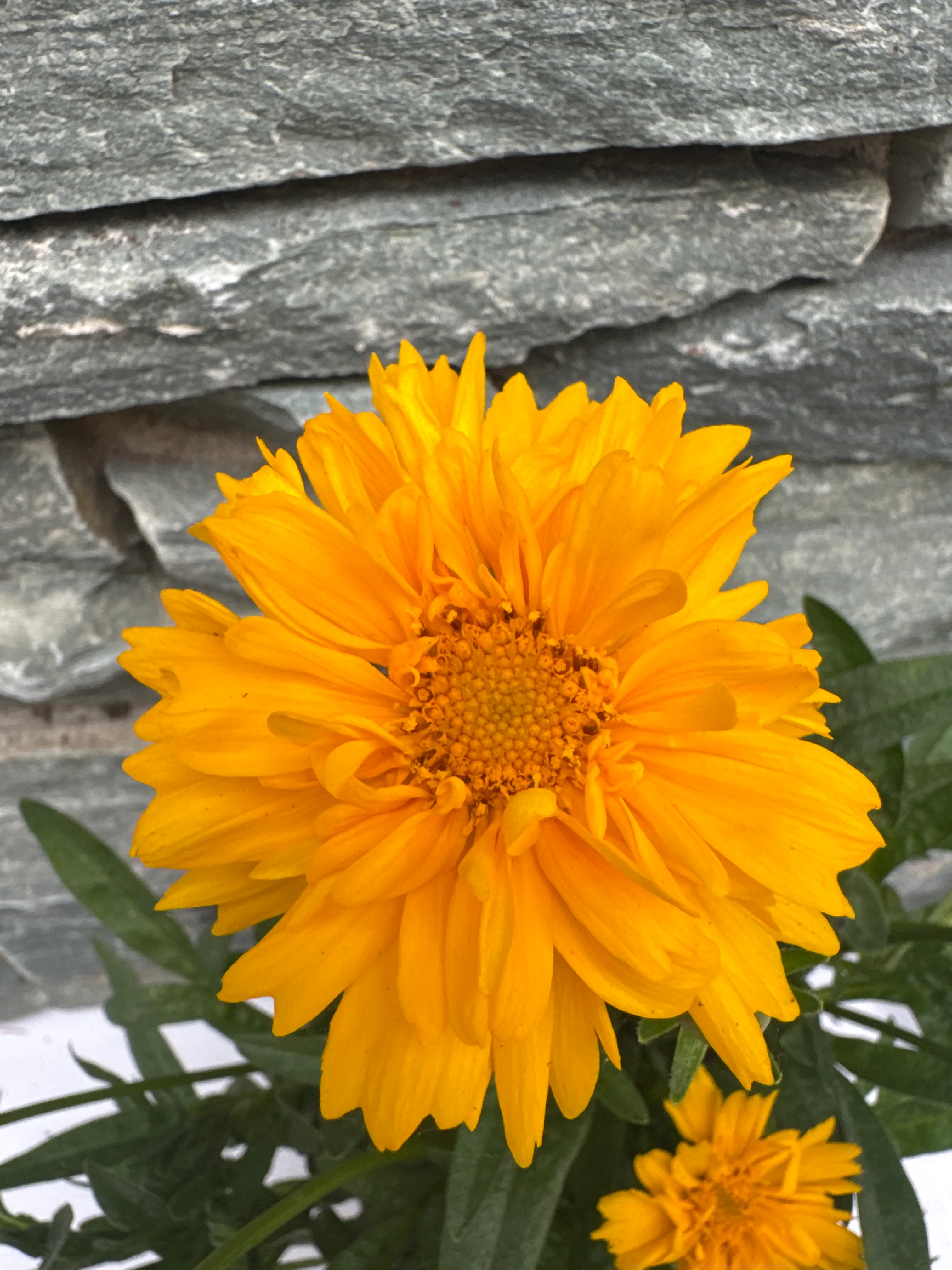 COREOPSIS sol. Golden Sphere - Image 4