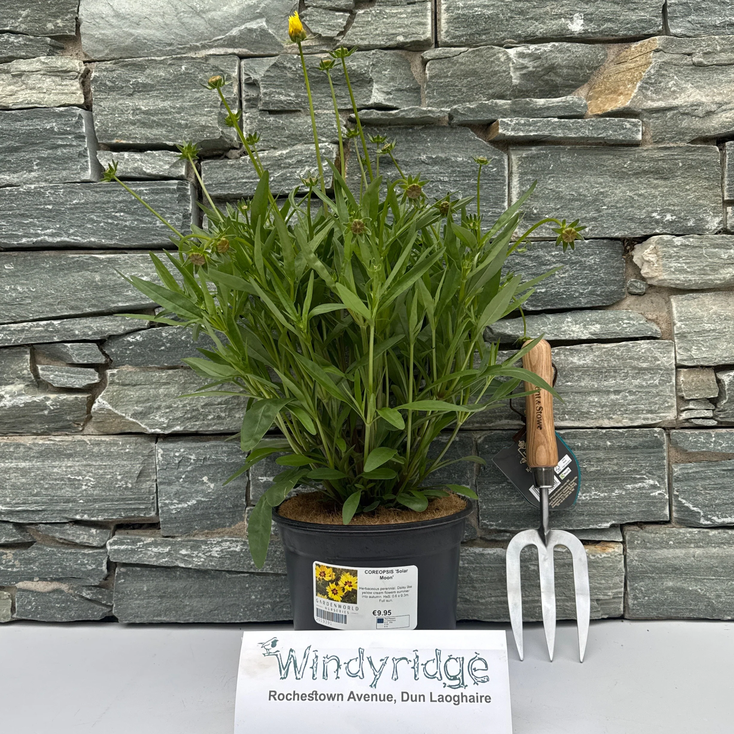 COREOPSIS Solar Moon - Image 2