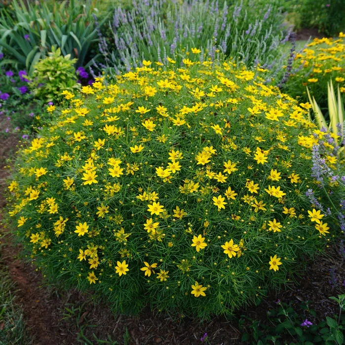 Coreopsis verticillata Zagreb 2lt Pot