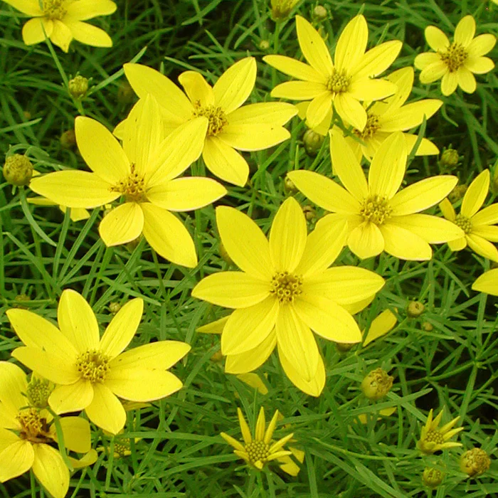 Coreopsis verticillata Zagreb 2lt Pot - Image 3