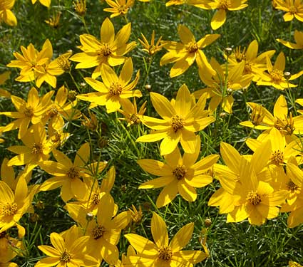 Coreopsis verticillata Zagreb 2lt Pot - Image 4