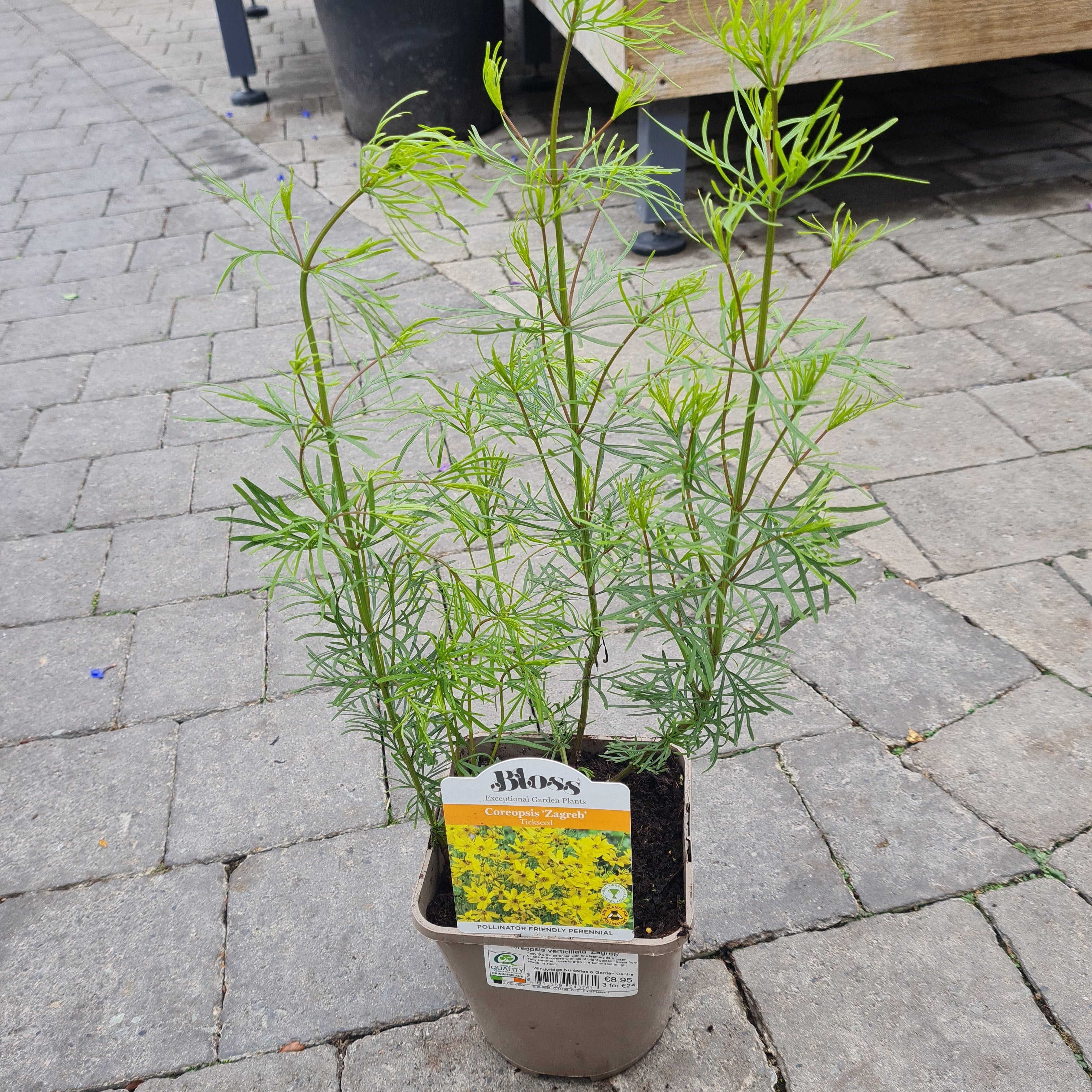 Coreopsis verticillata Zagreb 2lt Pot - Image 5