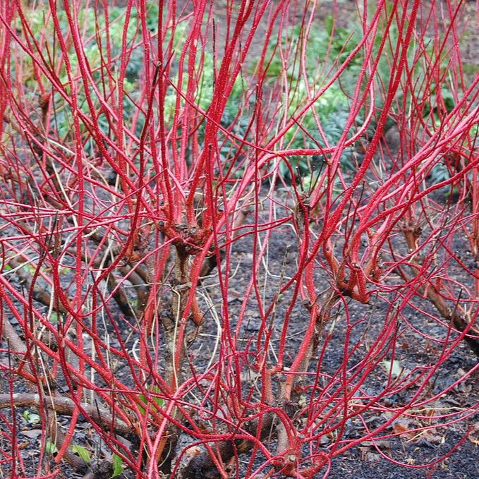 Cornus alba Sibirica - Image 2