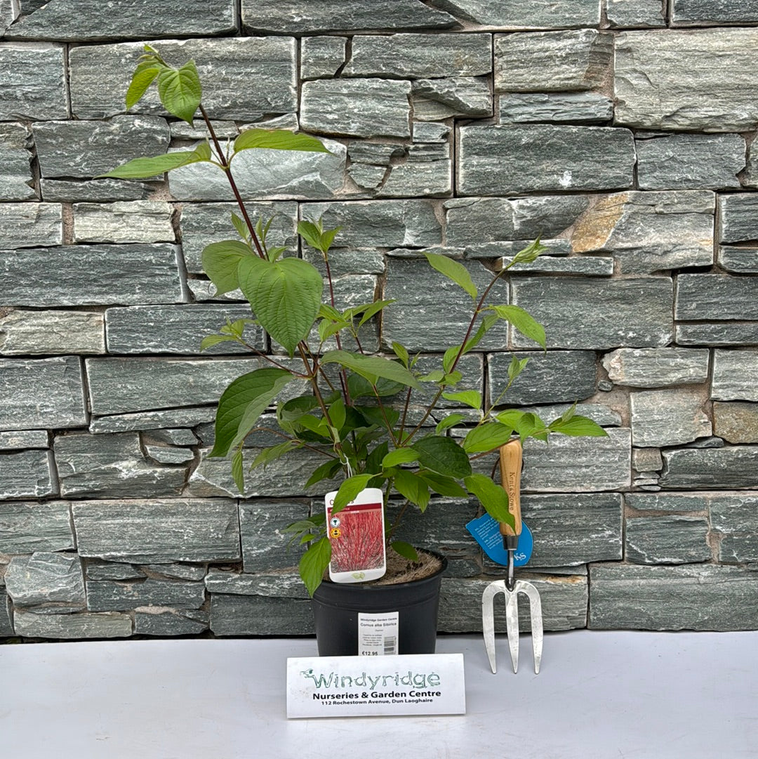 Cornus alba Sibirica - Image 3