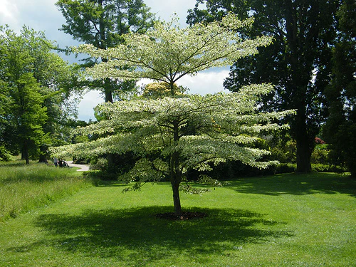 CORNUS CONTROVERSA VARIEGATA
